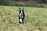 BOSTON TERRIER 125